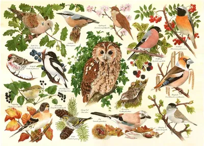 Produktbild von House of Puzzles Puzzle Woodland Birds 500 XL Teile Karton