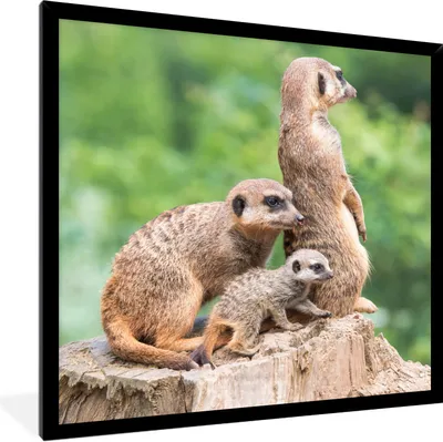 Produktbild von MuchoWow® Gerahmtes Poster Erdmännchen - Baumstumpf - Jungtier 40x40 cm - Poster mit Schwarzem Bilderrahmen Wandposter Rahmen Foto Bilder - Mit Rahmen - Wanddekoration Schlafzimmer