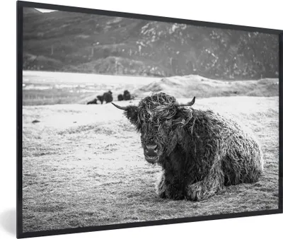 Produktbild von MuchoWow® MuchoWow® Gerahmtes Poster Schottisches Hochlandrind - Berg - Tiere 90x60 cm - Poster mit zchwarzem Bilderrahmen - Fotorahmen - Foto-Plakat