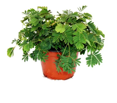Produktbild von Mimose "Rühr-Mich-Nicht-An" - Die Pflanze, die auf Berührung reagiert - 9cm Topf