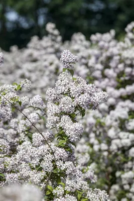 Produktbild von Deutzia 'Mont Rose', Maiblumenstrauch, rosa Blüten, 60–100 cm
