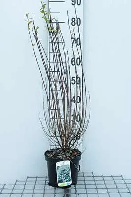 Obrázok produktu pre Salix repens - Vŕba 50- 60 cm - Kontajner
