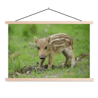Produktbild von MuchoWow® Textilposter Wildschweinkalb im Gras 120x80 cm mit holzfarbenen Rahmen - Aufhängeset