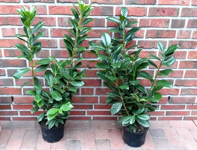 Produktbild von Kirschlorbeer Prunus Novita 80-100 cm, 100x Heckenpflanze