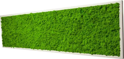 Produktbild von Moosbild mit echtem Islandmoos (weiß 140x40 cm)