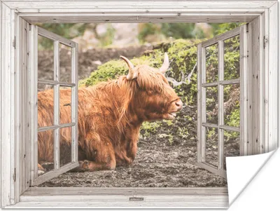Produktbild von MuchoWow® Poster Schottischer Highlander - Durchblick - Tier - Natur 120x90 cm - Wandbild