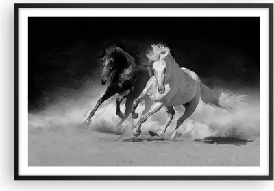 Produktbild von Gerahmtes Poster - Schwarzer Rahmen - Andalusier Pferde Galopp - 91,5x61 cm - Wand Bild - Wanddeko - Wandbilder - Wandposter - Bilderrahmen - Bilder - Kunstdruck - Wandbild - P2BAA91x61-4240
