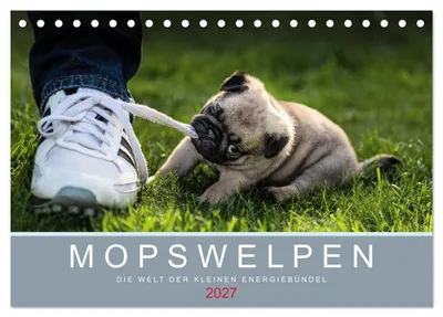 Produktbild von Mopswelpen (Tischkalender 2027 DIN A5 quer), CALVENDO Monatskalender