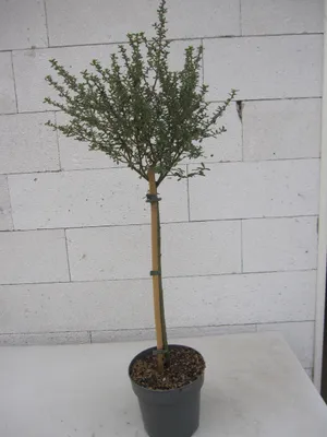 Produktbild von Ceanothus thyrsifolius Puget Blue - Säckelblume Puget Blue - Hochstamm 60 cm