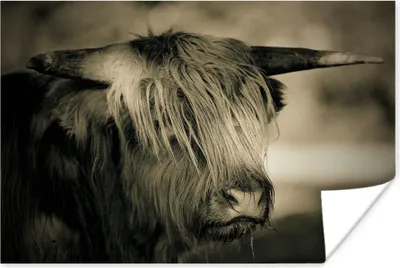 Produktbild von MuchoWow® Poster Schottisches Hochlandrind - Tiere - Haare 180x120 cm - Fotoplakat