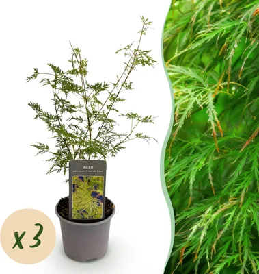 Produktbild von Acer palmatum Emerald Lace - Grün - 3 Pflanzen - Laubabwerfend - Pflegeleicht - 25-35cm - Ø12cm - Gartenpflanze