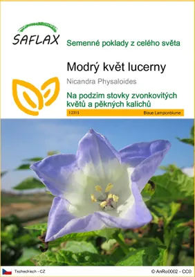 Obrázek produktu pro SAFLAX - Modrý květ lucerny - Nicandra Physaloides - 100 Semena