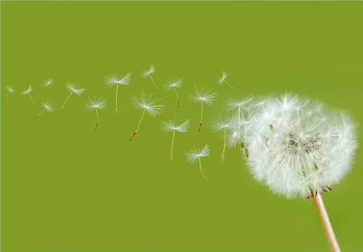 Produktbild von Wallario Fototapete Vliestapete, seidenmatte Oberfläche, einfache Verarbeitung, Größe 200 x 140 cm, Motiv Pusteblume auf der Wiese mit fliegenden Samen