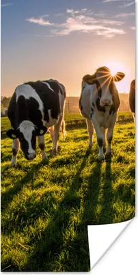 Produktbild von MuchoWow® Poster Kühe - Gras - Sonne 60x120 cm - Wandschmuck
