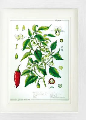 Produktbild von Kochkunst Gerahmtes Bild Mit Edlem Passepartout | Wand-Bilder | Im Bilderrahmen - Die Chili Pflanze (40 x 30 cm)