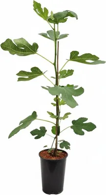 Produktbild von Ficus carica 'Brown Turkey', Feigenbaum, 40–60 cm, süße Früchte