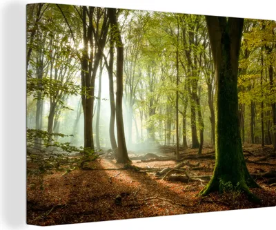 Produktbild von MuchoWow® - Leinwandbilder - Wald - Sonne - Jahreszeiten - Landschaft, Wandbild, Wanddeko Bilder Wohnzimmer, 120x80cm
