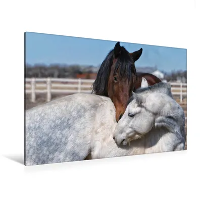 Produktbild von Calvendo Textil-Leinwand 120 cm x 80 cm quer Pferde - kraftvolle Eleganz, Brunner-Klaus Liselotte; 7371306