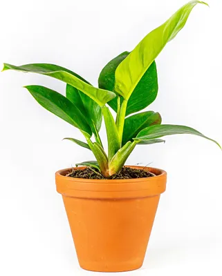 Obrázek produktu pro Gardners Philodendron imperial green, průměr 14 cm
