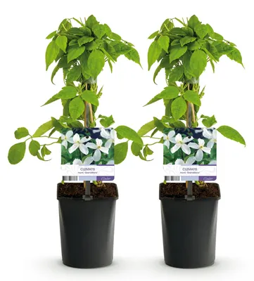 Image de Green boutiQ - Klimplant - Clematis montana Grandiflora - Bloem Wit - Vroegbloeiend - Weinig onderhoud -2 planten - Pot 11cm Hoogte 40cm