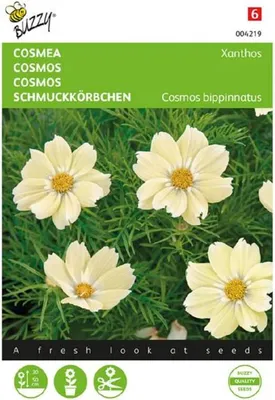 Produktbild von Schmuckkörbchen Xanthos | Cosmeasamen von Buzzy Seeds