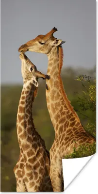 Produktbild von MuchoWow® Poster Giraffe - Baum - Kalb - Porträt 60x120 cm - Wandschmuck