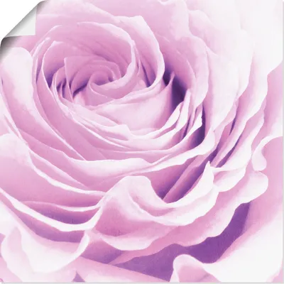 Produktbild von ARTland Poster Pastell Rose Größe: 30x30 cm
