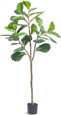 Produktbild von Famanu Kunstpflanze Ficus 78 x 78 x 155,6 cm - Kunstpflanze in Topf