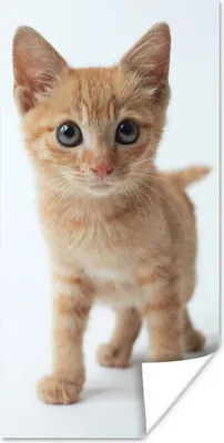 Produktbild von MuchoWow® Poster Katze - Rot - Kätzchen - Mädchen - Kinder - Jungen - Kind 60x120 cm - Wandschmuck