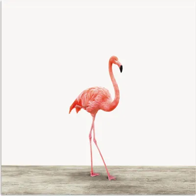 Produktbild von MuchoWow® Poster Flamingo - Rosa - Vogel - Mädchen - Jungen - Kind 50x50 cm - Wohnzimmerdekoration