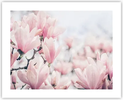 Produktbild von Poster - Poster ohne Rahmen - Magnolie Blumen Rosa - 50x40 cm - Wand Bild - Wanddeko - Wandbilder - Kunstposter - Wandposter - Bilder - Kunstdruck - Wanddekoration - Wandbild - P2XAA50x40-4396