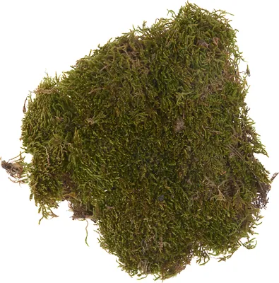 Produktbild von Plattenmoos, 50 g