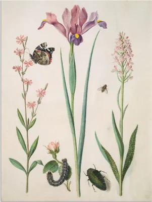 Produktbild von ARTland Wandbild Alu für Innen & Outdoor Admiral, Rose Iris Knabenkraut. Größe: 45x60 cm