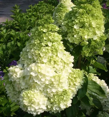 Produktbild von Rispenhortensie ´POLAR BEAR®´ 30-40 cm, Cont. 4 l