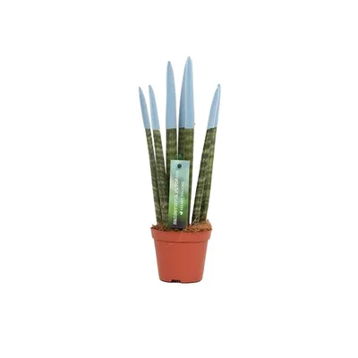 Obrázek produktu pro Sansevieria Cylindrica Straight -Spaghetti VELVET TOUCHZ®- 30 cm obloukovitá konopná pokojová rostlina (pastelově modrá)