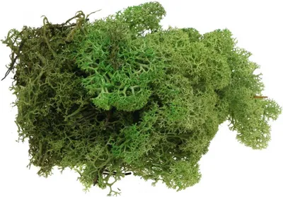 Produktbild von Islandmoos Grün 400g - Natürliches Bastelmoos für Floristik, Deko, Modellbau & Zoobedarf