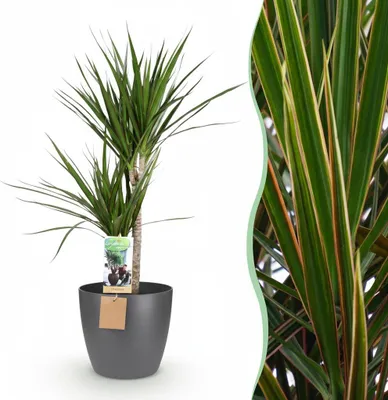 Image de Green boutiQ - Plante d'intérieur - Dragonnier - Dracaena Marginata - Vert - Entretien facile - 1 Plante - avec Pot Potter Gris - Pot 21cm - Hauteur 90 - 100cm