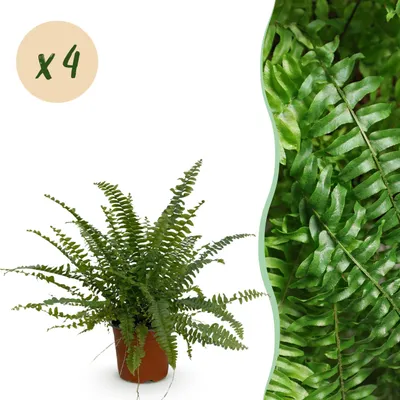 Zdjęcie produktu dla Nephrolepsis exaltata Green Lady - paproć - przyjazna dla zwierząt - zielona - 4 rośliny - 28-30cm - Ø12cm - Roślina doniczkowa - Zimozielony