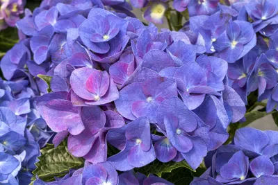 Produktbild von Hydrangea macrophylla 'Jip Blue', Gartenhortensie, blau, 30–40 cm