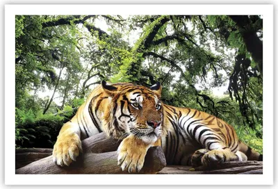 Produktbild von Poster - Poster ohne Rahmen - Tiger Dschungel Ruhe - 91,5x61 cm - Wand Bild - Wanddeko - Wandbilder - Kunstposter - Wandposter - Bilder - Kunstdruck - Wanddekoration - Wandbild - P2XAA91x61-4166
