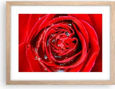 Produktbild von Gerahmtes Poster - Rahmen in heller Eiche - Rose Blume Blütenblätter Tau - 40x30 cm - Wand Bild - Wanddeko - Wandbilder - Wandposter - Bilderrahmen - Bilder - Kunstdruck - Wandbild - P2NAA40x30-1518