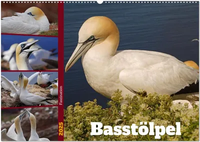 Produktbild von Faszination Basstölpel (Wandkalender 2025 DIN A2 quer), CALVENDO Monatskalender