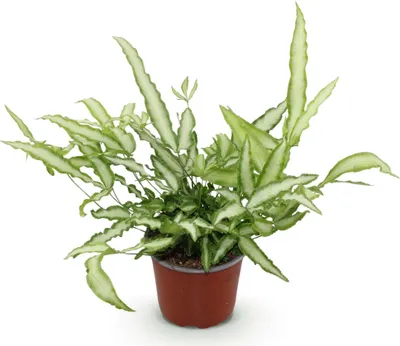 Zdjęcie produktu dla Pteris cretica Albolineata - paproc skrzydlowa, roslina doniczkowa przyjazna