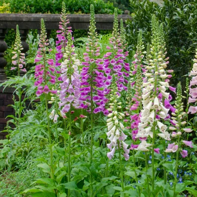Produktbild von Digitalis purpurea 60 Pflanzen Roter Fingerhut 10-25cm Ø9cm Winterharte Staude