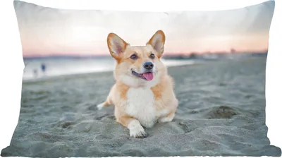 Produktbild von MuchoWow® Zierkissen Sofakissen Wohnzimmer Dekokissen 60x40 cm Hund am Strand - Kopfkissen - Polster mit Foto