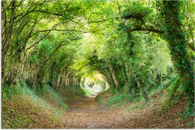 Produktbild von MuchoWow® Poster Wald - Baum - Tunnel 60x40 cm - Schlafzimmerdekoration