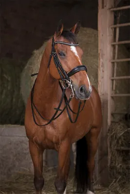 Produktbild von Norton Equestrian Bride 13 Mm Zügel Full Full