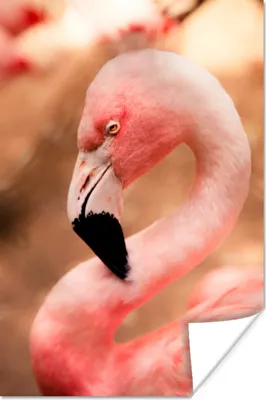 Produktbild von MuchoWow® Poster Porträt eines rosa Flamingos 60x90 cm - Wanddekoration