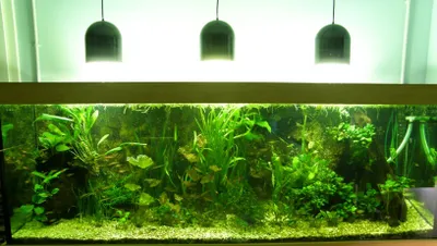 Produktbild von Aquarienpflanzen Set für Piranha Salmler Barben