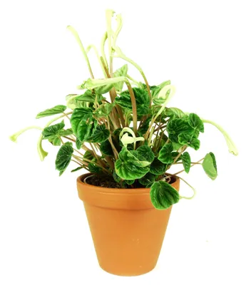 Obrázok produktu pre Gardners Peperomia caperata Lilian, priemer 12 cm